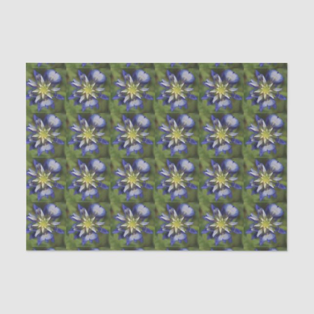 Papel seda del Bluebonnet de Tejas (Anverso)