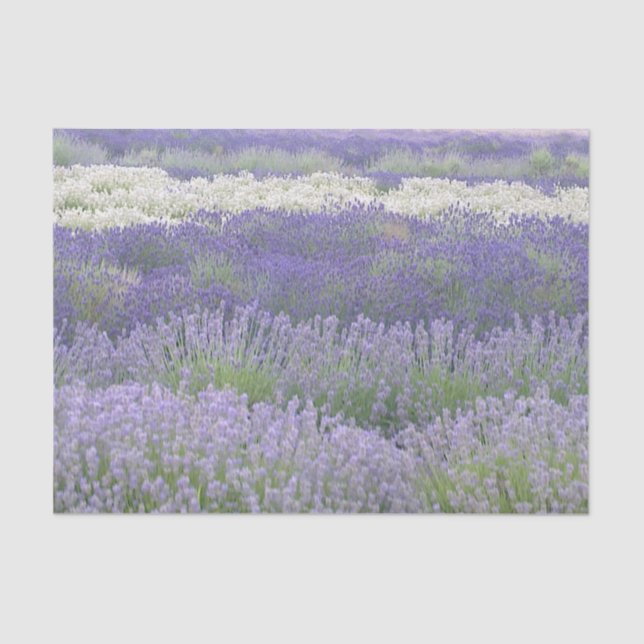 Papel seda del campo de la lavanda (Anverso)