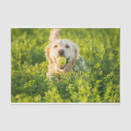 Papel seda del golden retriever