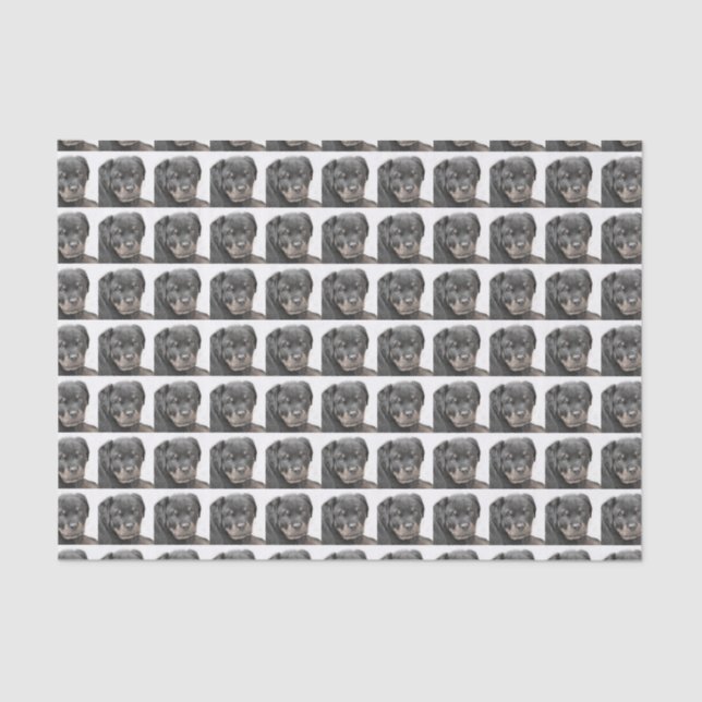 Papel seda del perro de Rottweiler (Anverso)