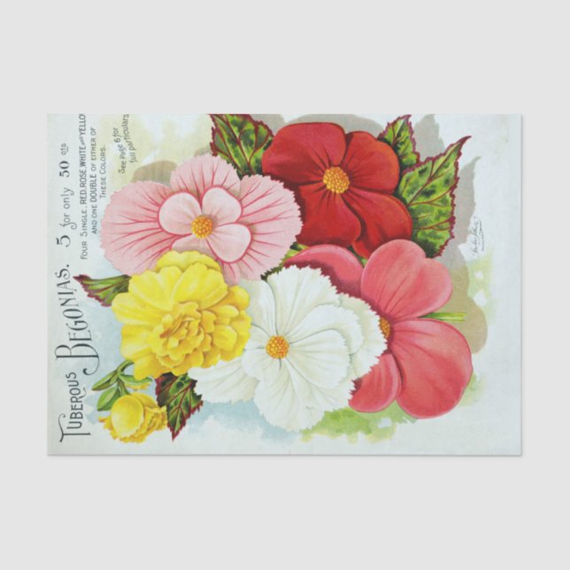 Papel seda floral de las begonias tuberosas del (Anverso)