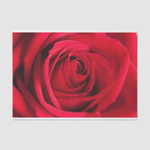Papel seda hermoso de la flor del rosa rojo