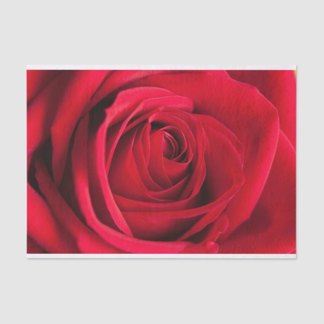 Papel seda hermoso de la flor del rosa rojo (Anverso)