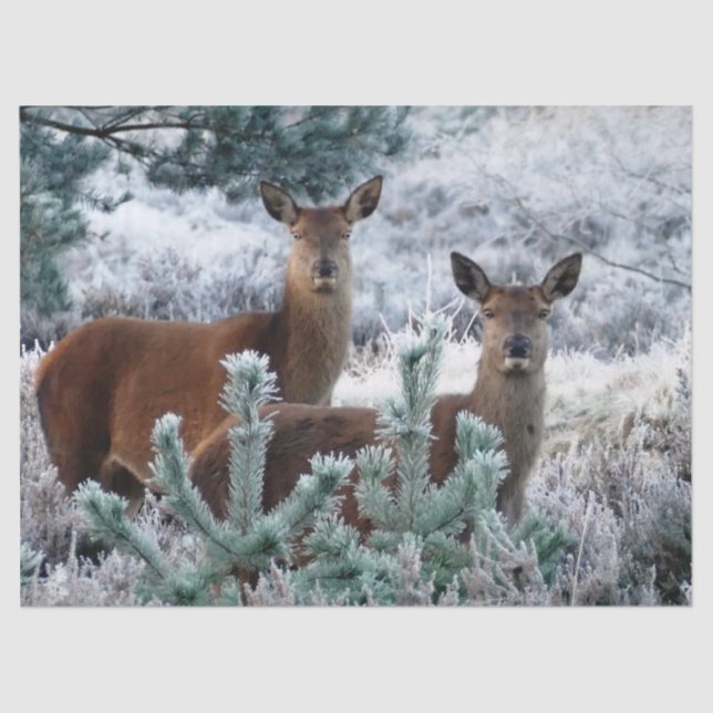papel tisular de ciervo de curiosidad (Anverso)