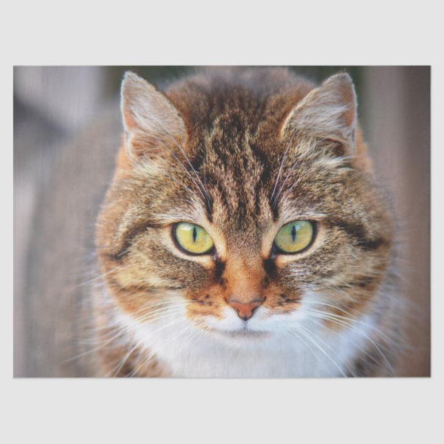 papel tisular de gatito (Anverso)