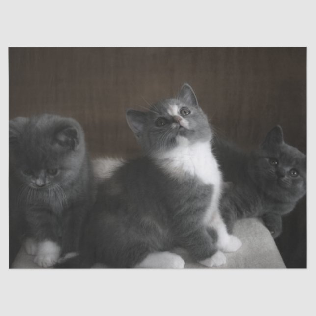 papel tisular de gatitos (Anverso)