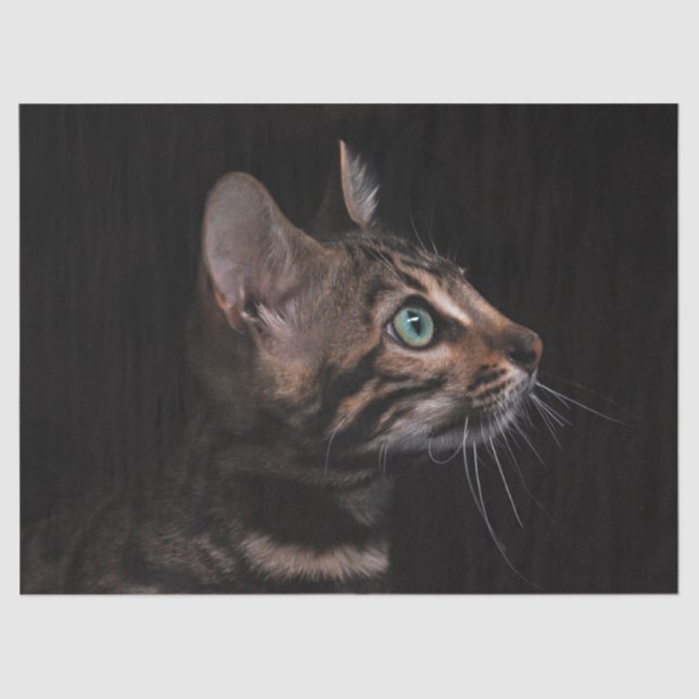 papel tisular para gatos (Anverso)