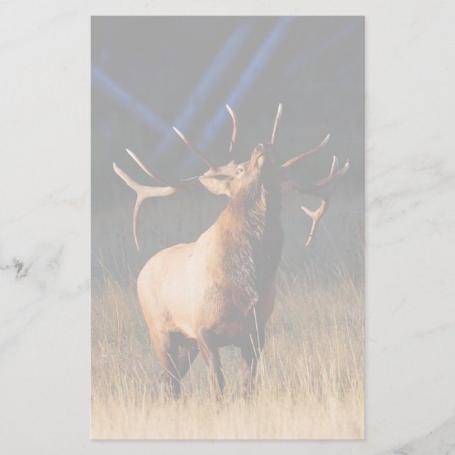 Papelería alces (Anverso)