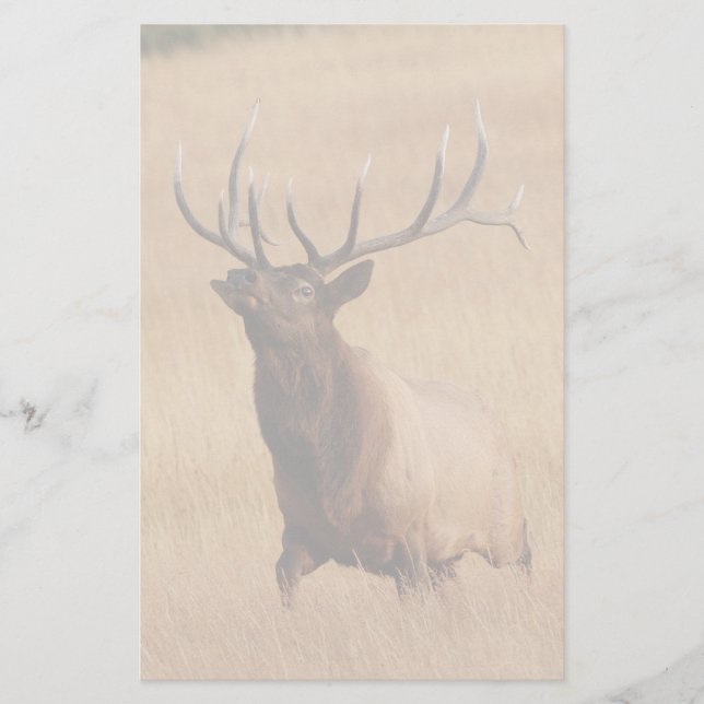 Papelería alces (Anverso)