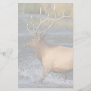 Papelería alces