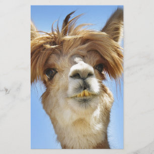 Papelería Alpaca con el pelo loco