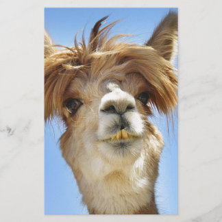Papelería Alpaca con el pelo loco