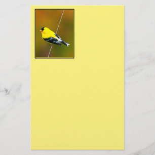 Papelería American Goldfinch - Fotografía original