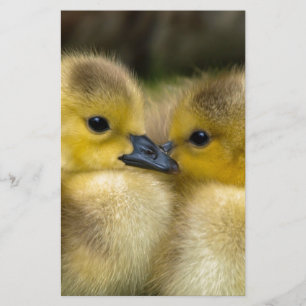Papelería Anadones mullidos amarillos lindos, patos del beb