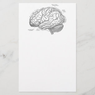 Papelería Anatomía del cerebro del vintage