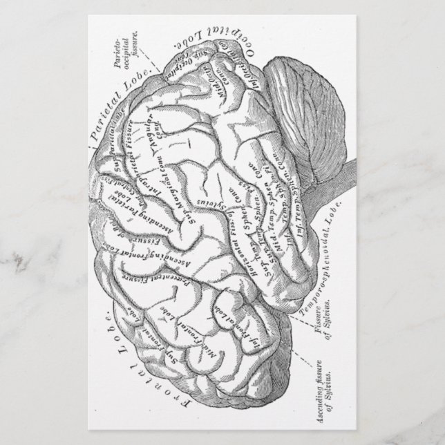 Papelería Anatomía del cerebro del vintage (Anverso)