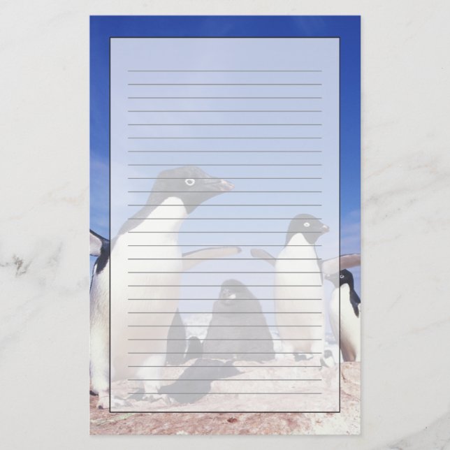 Papelería Antártida, Adelie Penguin Pygoscelis (Anverso)
