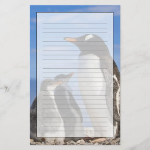 Papelería Antártida, Neko Cove (Puerto). Pingüino de Gentoo