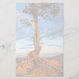 Papelería Árbol aferra a Ledge, Parque Nacional del Cañón