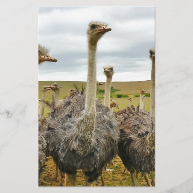 Papelería avestruz (Anverso)