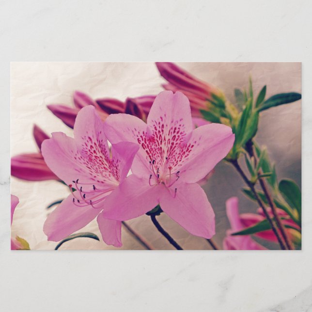 Papelería Azaleas (Anverso)