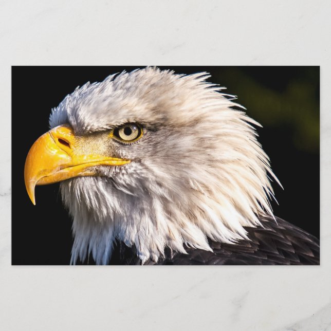 Papelería Bald Eagle (Anverso)