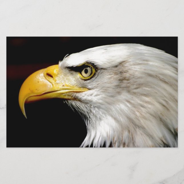 Papelería Bald Eagle (Anverso)