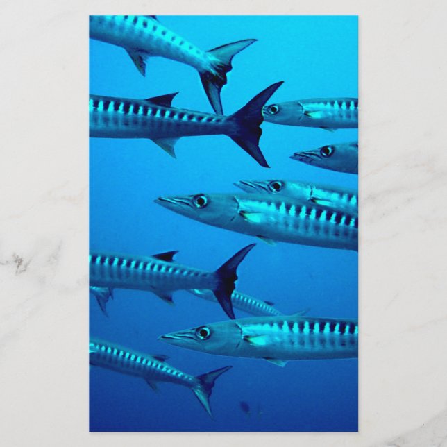 Papelería barracuda buceo profundo mar océano agua tropical  (Anverso)