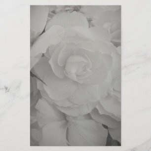 Papelería Begonia blanca