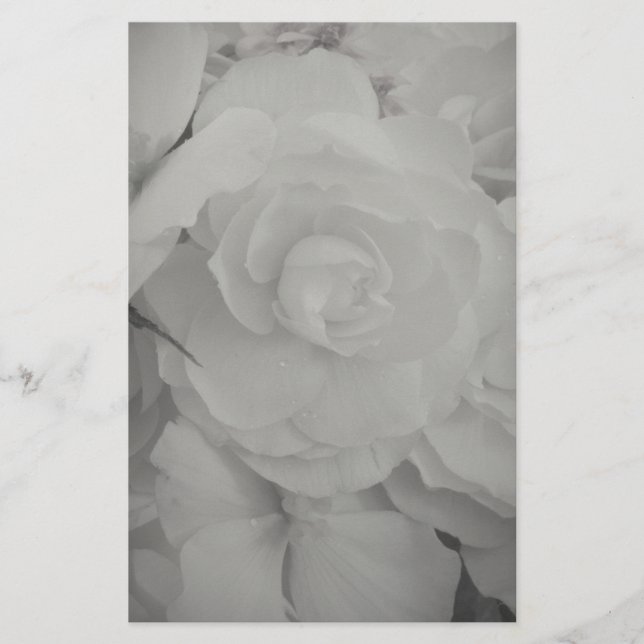 Papelería Begonia blanca (Anverso)