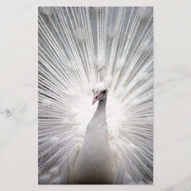 Papelería Bello pavo real blanco (Anverso)
