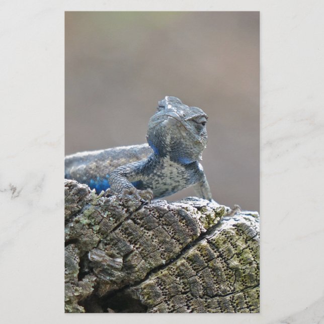 Papelería Belly azul lagarto (Anverso)