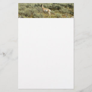 Papelería Berrendo en el Parque Nacional Grand Teton