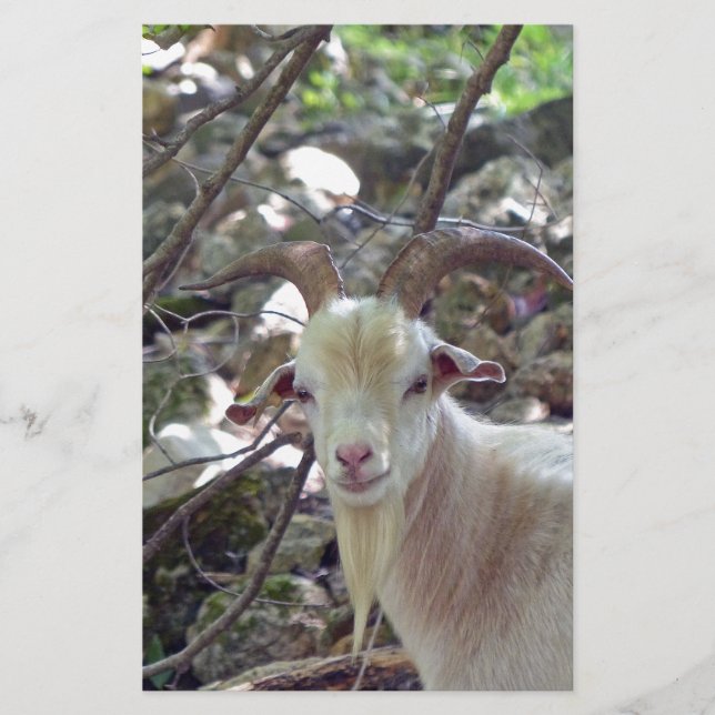 Papelería Billy Goat (Anverso)