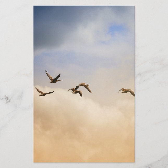 Papelería Bloqueo de aves en vuelo (Anverso)