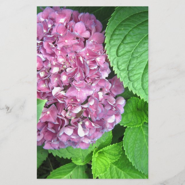 Papelería Bolsa de nieve (Anverso)