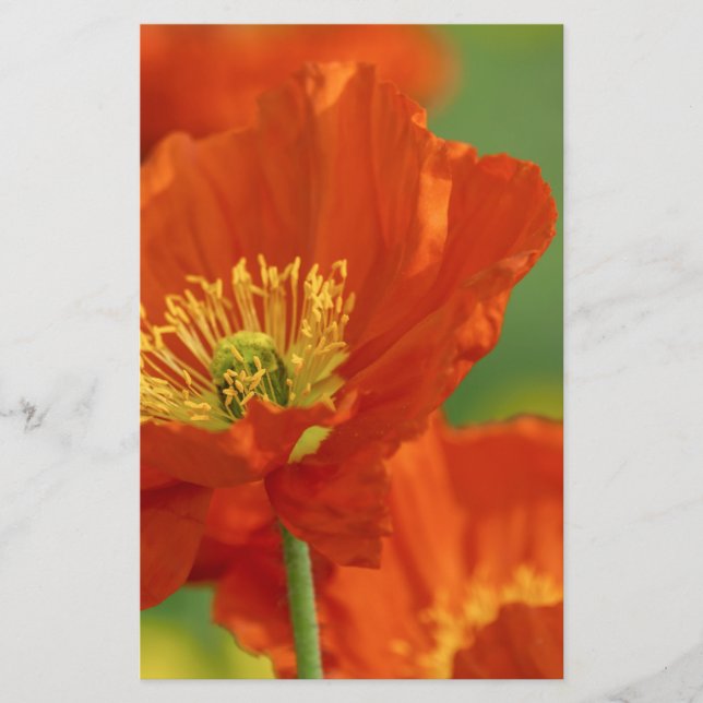 Papelería Bonita amapola roja (Anverso)