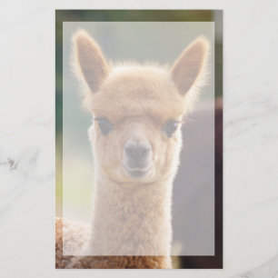 Papelería Bonita estación de alpaca animal