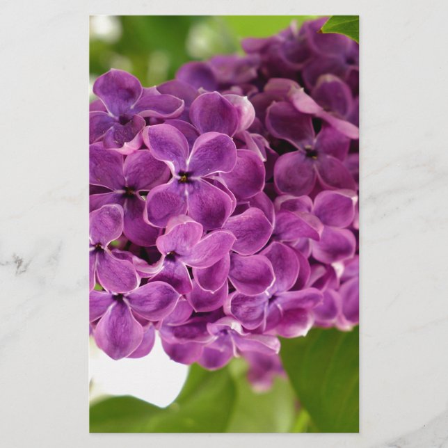 Papelería Bonito Lilac (Anverso)