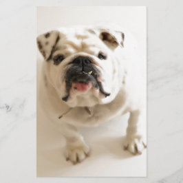 Papelería Bulldog Muy Bonito