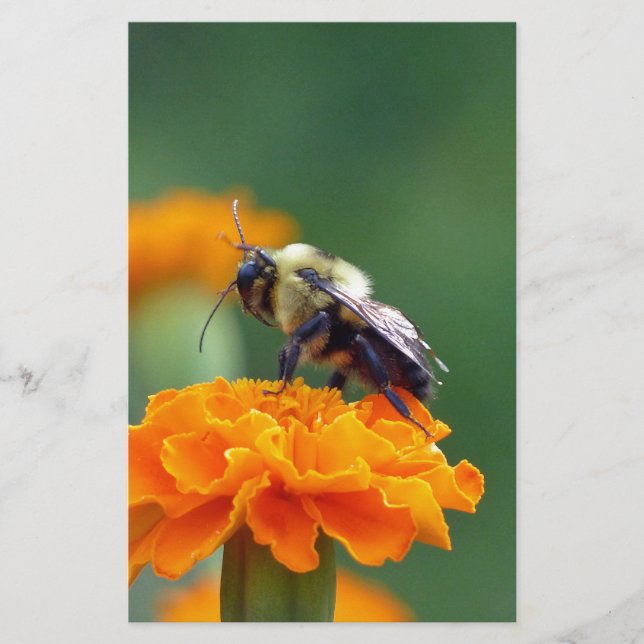 Papelería Busy Bee (Anverso)