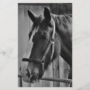 Papelería Caballo Blanco Negro - Arte de Fotografía de Anima