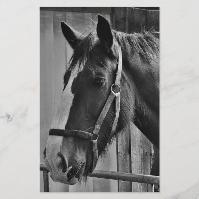 Papelería Caballo blanco negro - Arte fotográfico animal (Anverso)