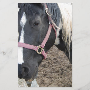 Papelería Caballo Pinto Pintado