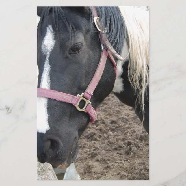 Papelería Caballo Pinto Pintado (Anverso)