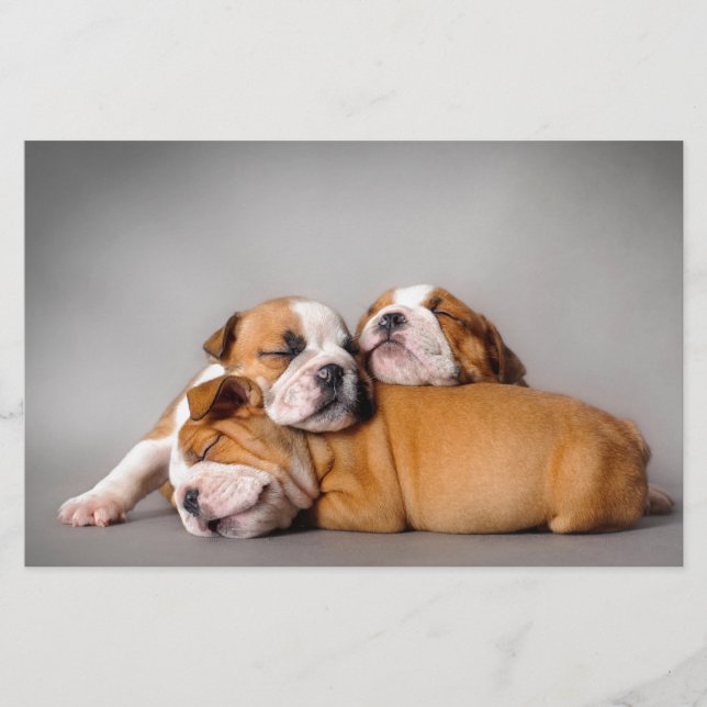 Papelería Cachorros de bulldog inglés durmientes (Anverso)