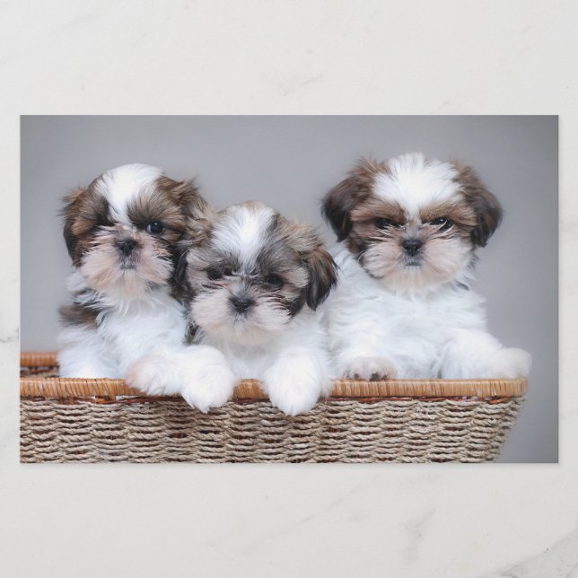 Papelería Cachorros de Shih Tzu (Anverso)