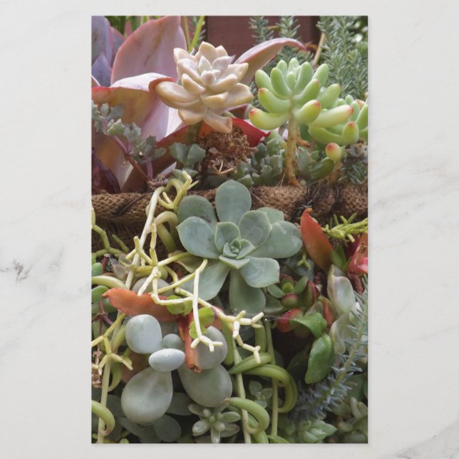 Papelería Cacti multicolor (Anverso)