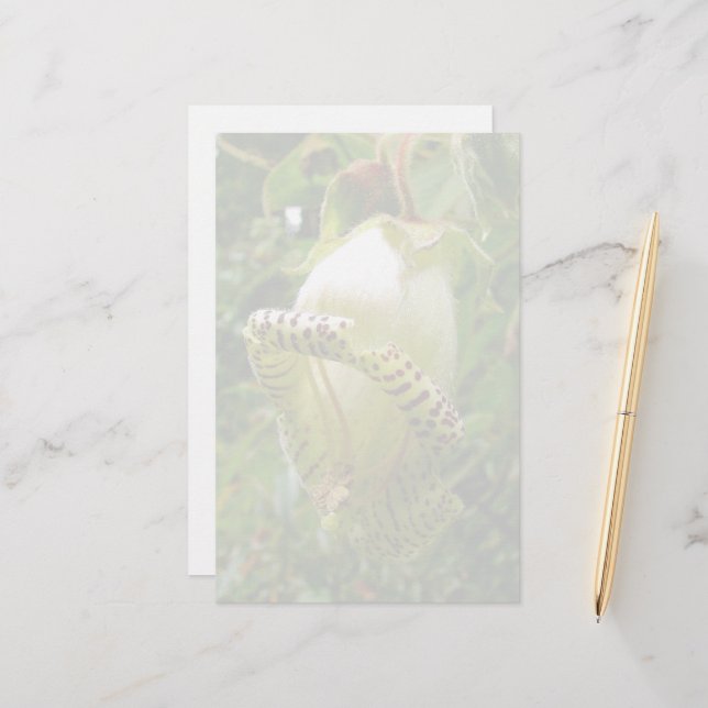 Papelería Capanea Grandiflora (Anverso/Reverso In Situ)