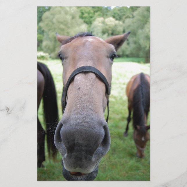 Papelería Cara de caballo (Anverso)